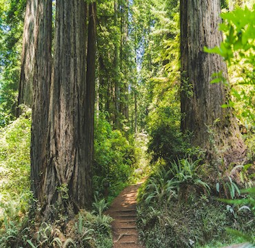 Homepage mockup of the Pacific Trails Resort website
